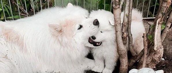 看萨摩耶这带娃的样子，是不是跟隔壁二哈学过？！