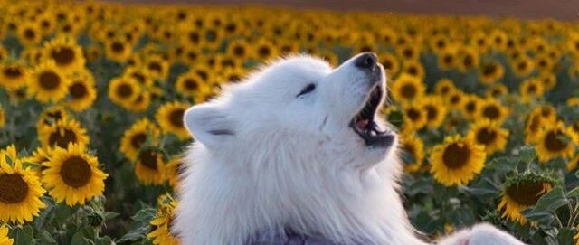 遛狗途径一片向日葵田，萨摩看见后……