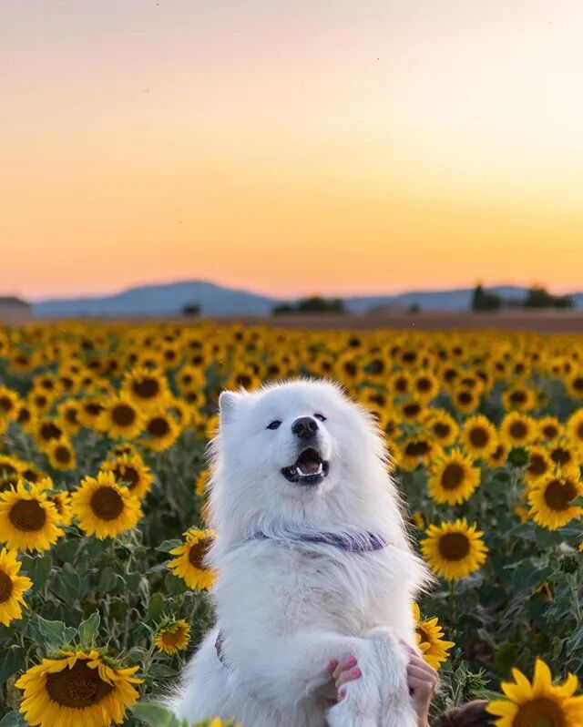 遛狗途径一片向日葵田,萨摩看见后……-友友