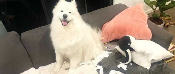 铲屎官回家发现一地狼藉，问萨摩谁干了，这家伙一秒翻脸：又不是我，问我干嘛！