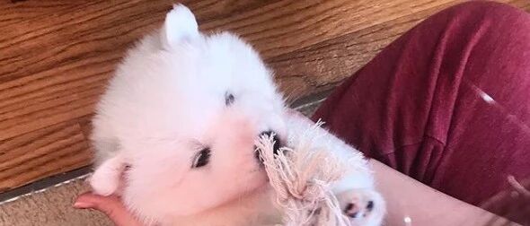 自从养了萨摩，感觉自己都快变成偷窥狂魔了……