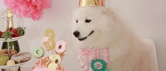 看到这只萨摩过生日，不少妹子都酸了：这样的生日趴体，我也想拥有！