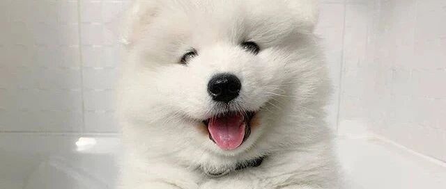 小萨摩洗澡澡，洗之前是毛茸茸的治愈天使，可一沾水……