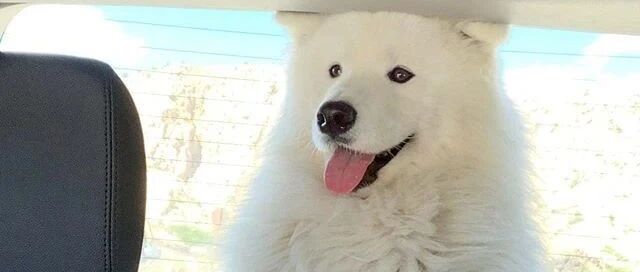 男友坚决反对女友养萨摩，但某天下班回家她却看到这样一幕……