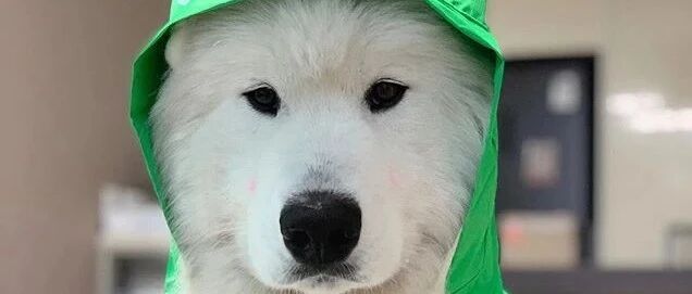 主人给萨摩买了一个雨衣，穿上以后被萌翻，但是狗砸却不太高兴……