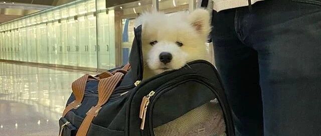 远远看到一位路人的包里有个白乎乎的东西，走近一看……瞬间被萌翻！