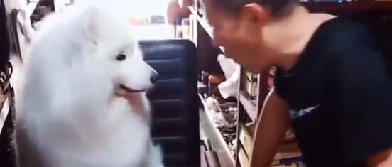 当初老爸坚决反对他养萨摩，但如今……