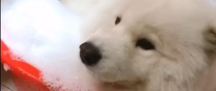 萨摩耶洗澡全过程……这么乖的狗砸上哪儿找啊！