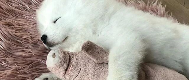 主人给小萨摩买了一个玩偶，狗砸每天都抱在怀里：这是我最爱的崽！