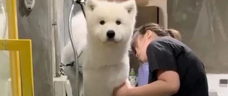 主人带萨摩去剪毛，再看到时懵了：你sei啊？