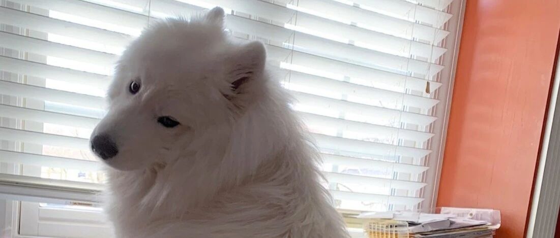 因为疫情，国外一位小哥在家隔离，这可苦了家里的萨摩……