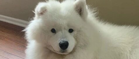 因为说了一句萨摩胖，铲屎官被迫看了萨摩一星期的白眼……