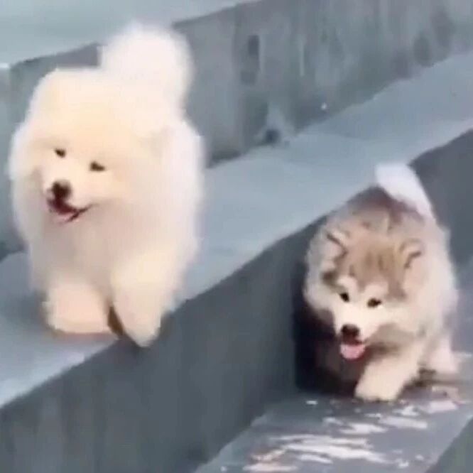 小萨愉快散步突然“掉线”，接下来的反应笑喷了！