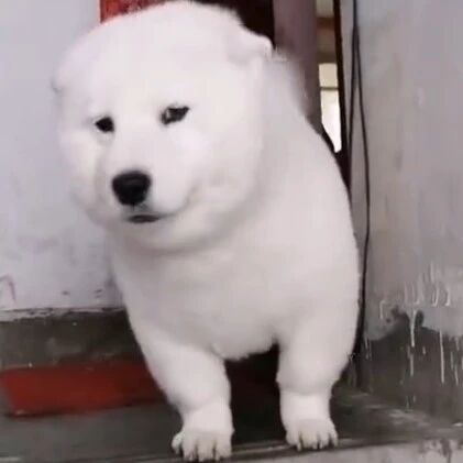 萨摩出门迎接主人超乖巧，等等……怎么有哪里不对