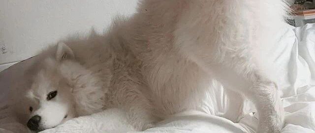 “我怀疑我家萨摩在勾引我，但我没有证据”