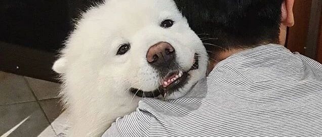 麻麻和萨摩打赌爸爸回家后先拥抱谁，结果……输的一塌糊涂！