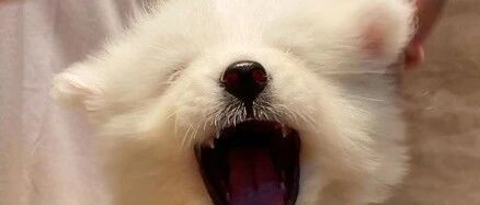 奶萨第一次用吹风机，秒变小老虎，这生气时的凶狠模样，也太可爱了吧！！！