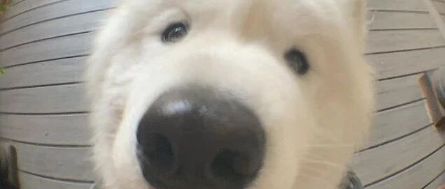 萨摩偷溜出去玩，回来时还不忘按门铃：快开门！你的小可爱回来啦！