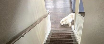 网友家的萨摩总是守着楼梯口睡觉，知道原因后笑喷了……