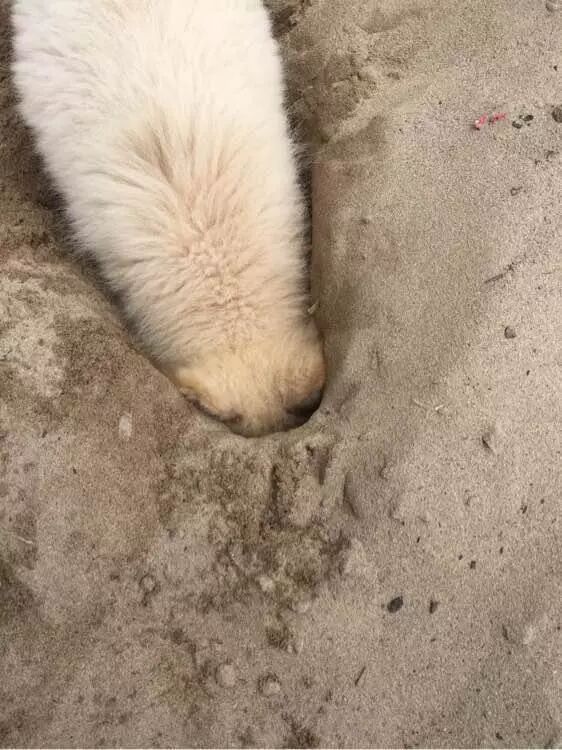 薩摩耶刨沙洞，主人罵它是傻狗，不料刨完之後主人讚不絕口！ 寵物 第4張