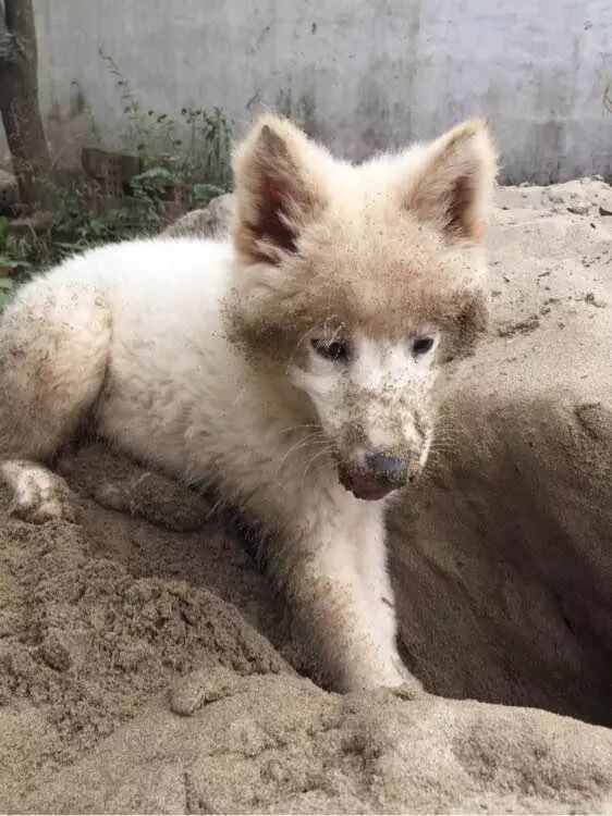 薩摩耶刨沙洞，主人罵它是傻狗，不料刨完之後主人讚不絕口！ 寵物 第3張