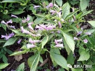 板蓝根冲剂的功效与作用