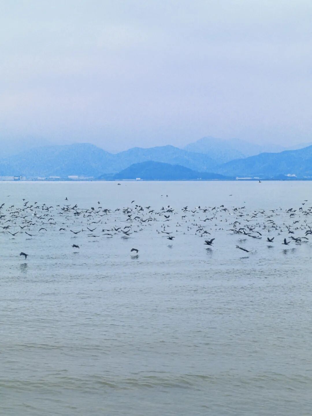 宁波湾候鸟群.jpg