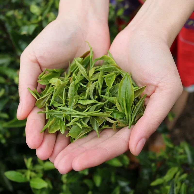 陕西青茶炒青茶茶叶商洛特产商南绿茶2023新茶特级春茶泉茗双山牌_虎窝淘
