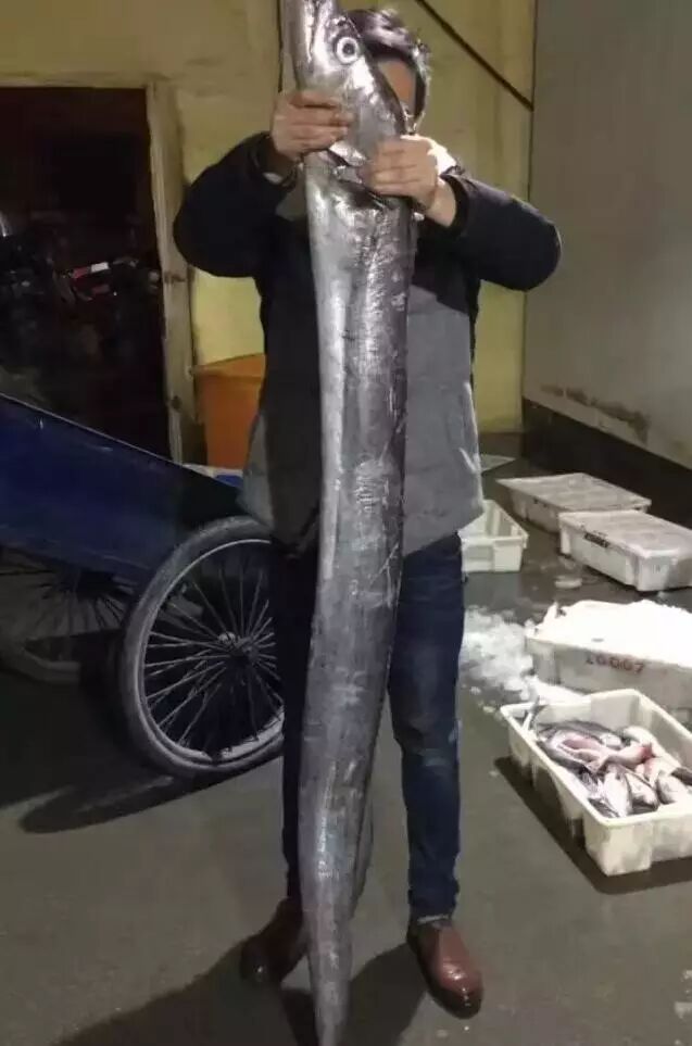 宁波渔民捕获2米长"带鱼精"!比人还高,福州水产冷藏销售组