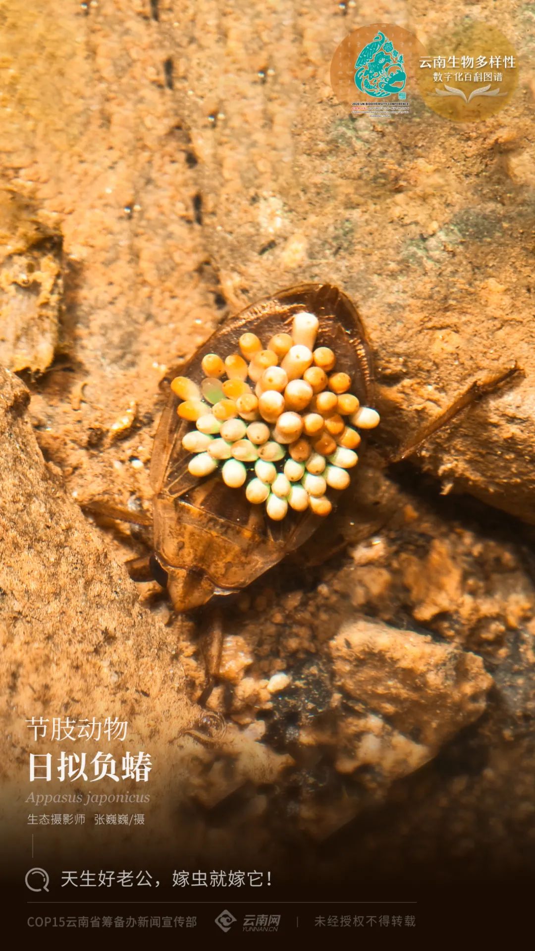 云南生物多样性数字化百科图谱节肢动物日拟负蝽天生好老公嫁虫就嫁它