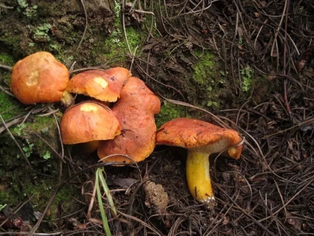 吃菌那些事收藏云南常见食用野生菌大盘点