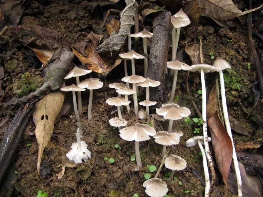 吃菌那些事收藏云南常见食用野生菌大盘点