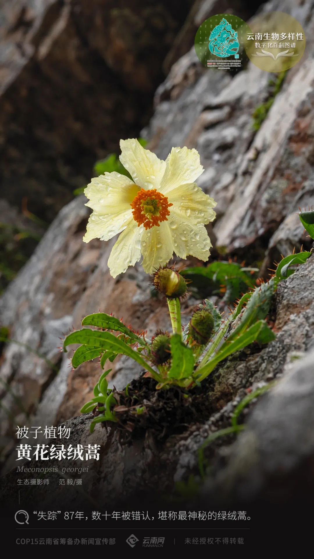 云南生物多样性数字化百科图谱被子植物黄花绿绒蒿失踪87年数十年被错