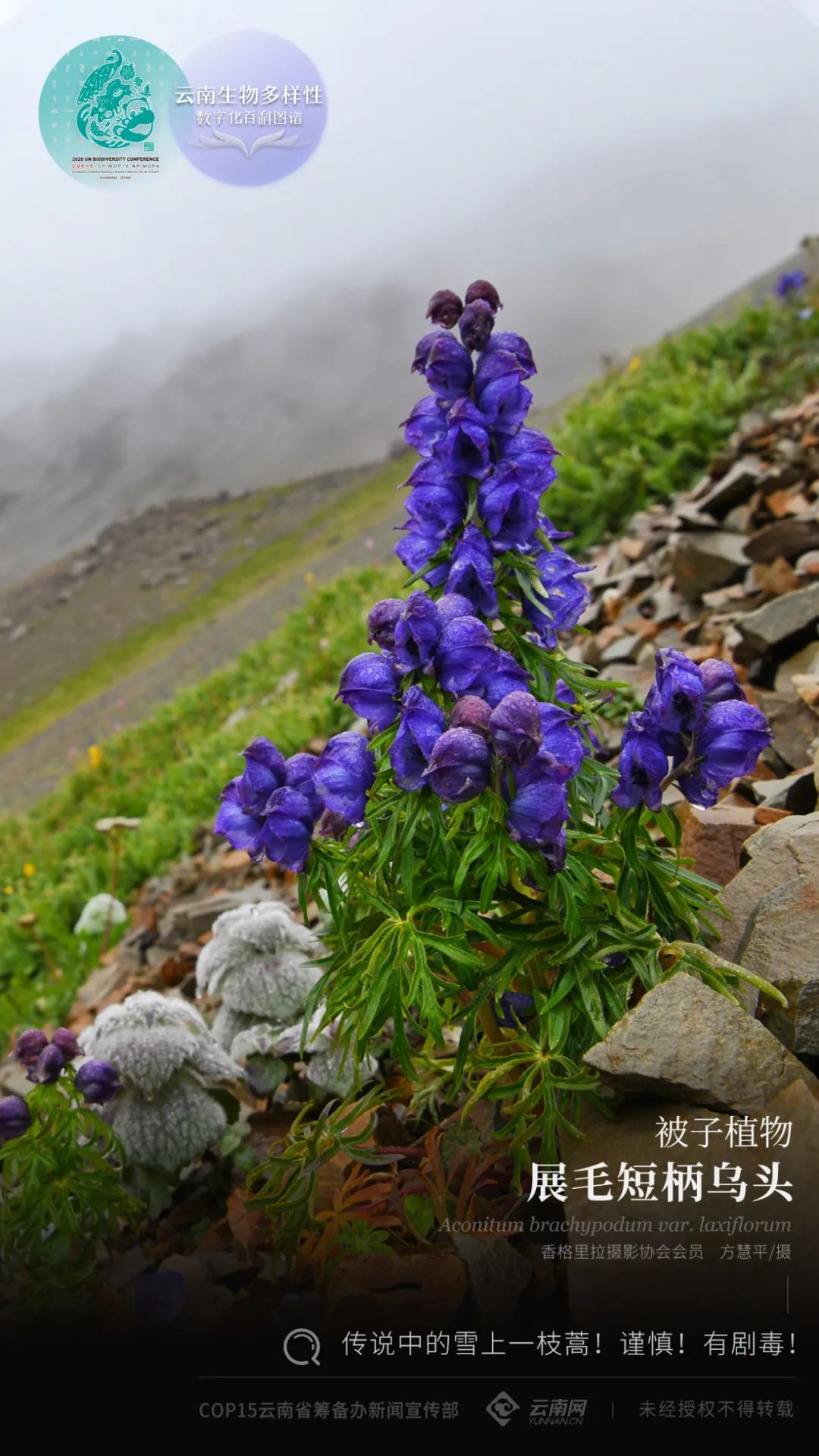 雪蒿菜图片