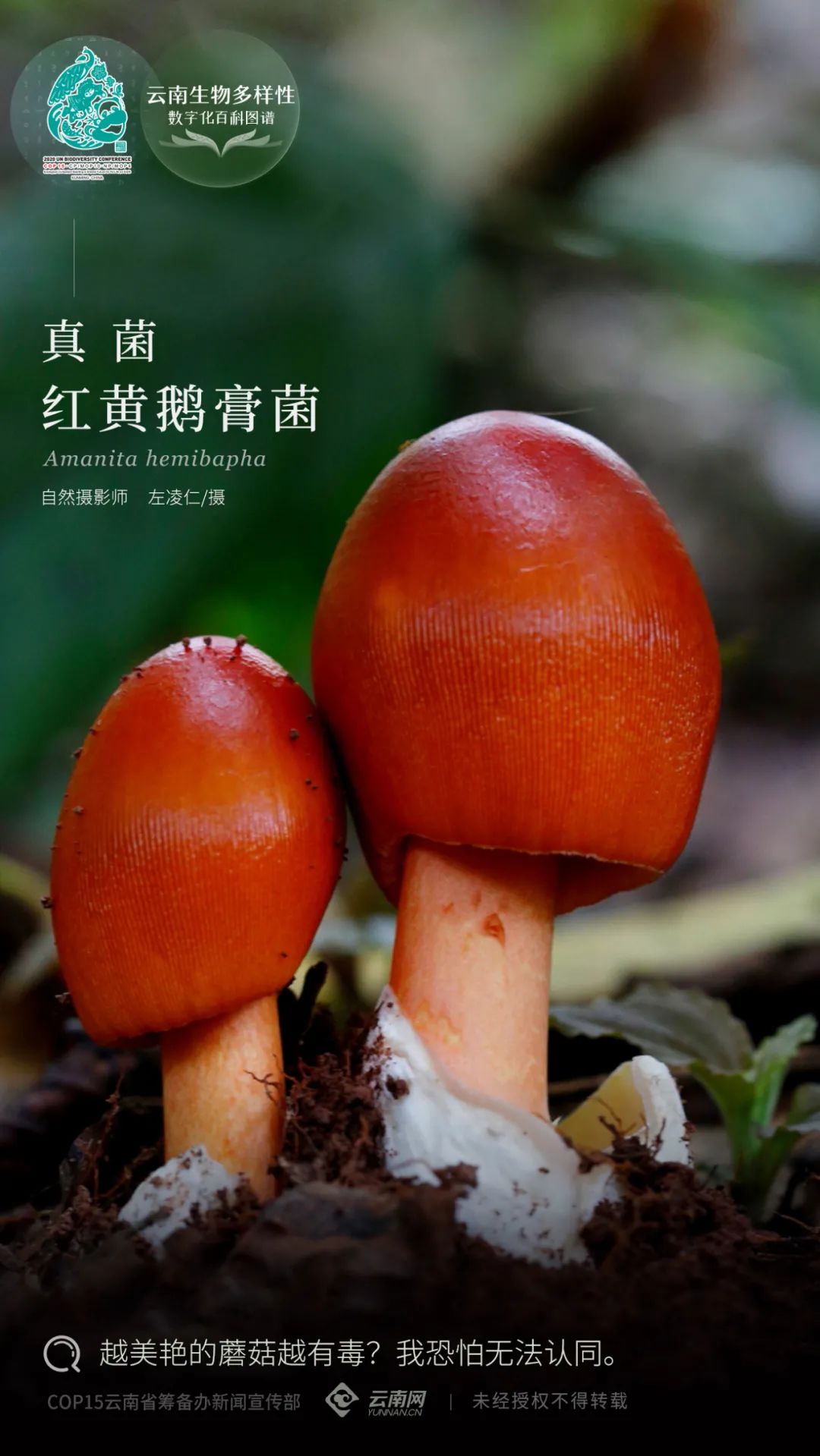 真菌·紅黃鵝膏菌amanita hemibapha紅黃鵝膏菌,隸屬於擔子菌門,蘑菇