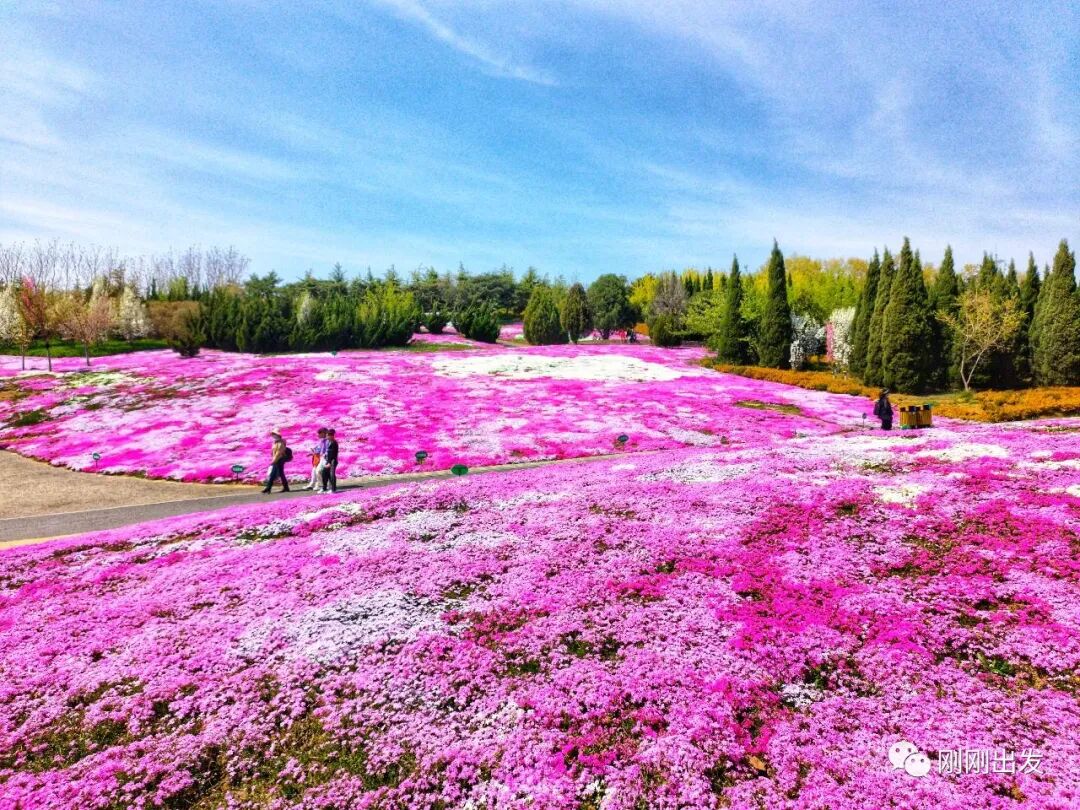 赏花正当时,大连赏花地推荐