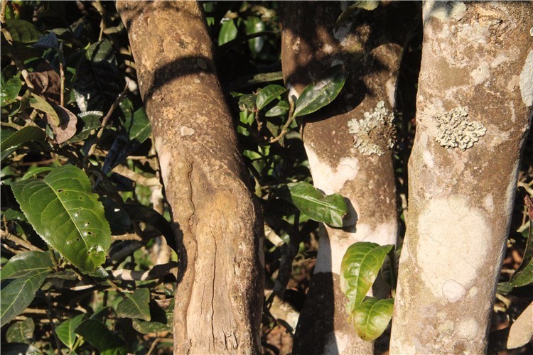 粗壮的树干记录了茶树的年龄,经历几百年的风吹日晒,给我们带来了不可