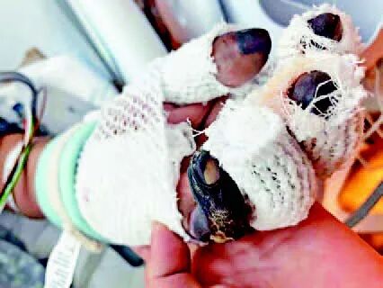 餐馆要客人戴口罩，深夜却遭报复，店面被喷“滚回中国”油漆！54岁华男被“打瘫”，恐“截手指”（组图） - 11