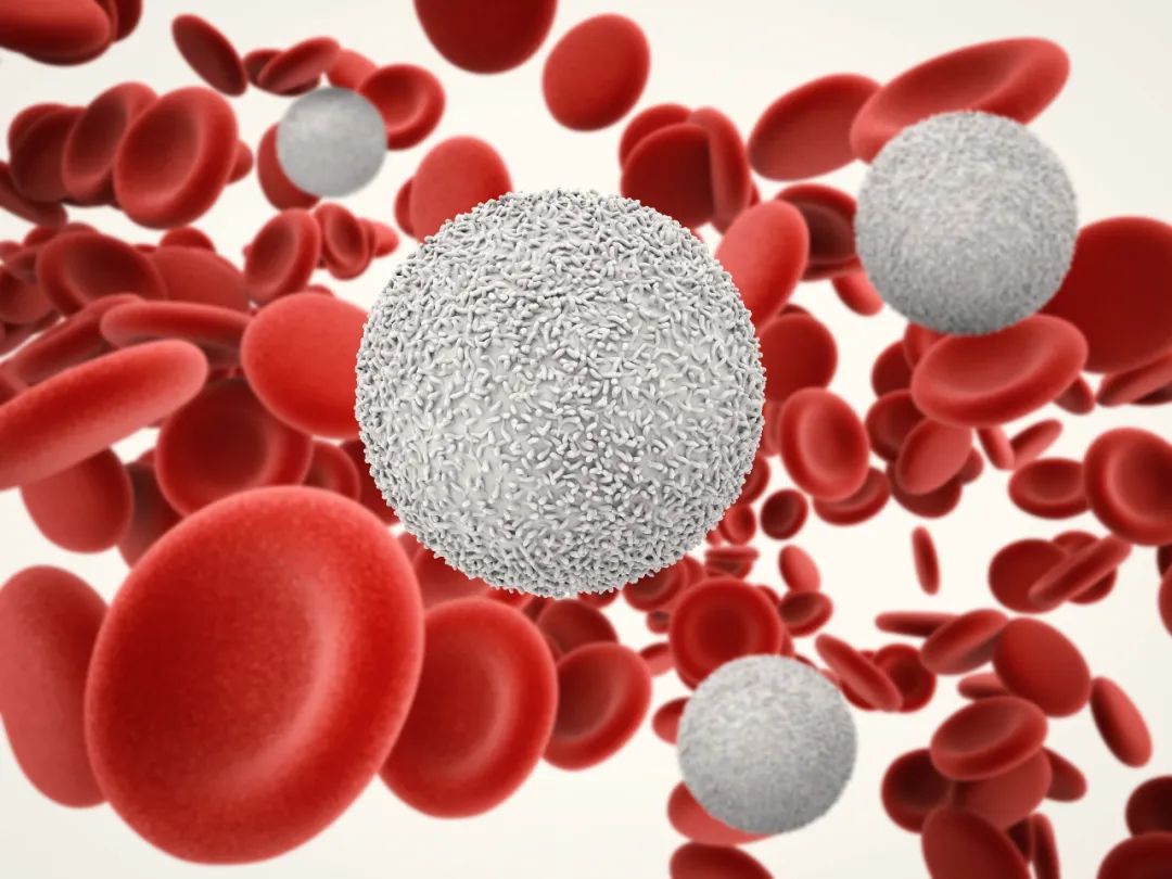 图214 慢性中性粒细胞白血病骨髓象-血液学细胞学-医学