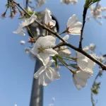 待到春花烂漫时！请查收这份锡澄运河公园樱花图鉴