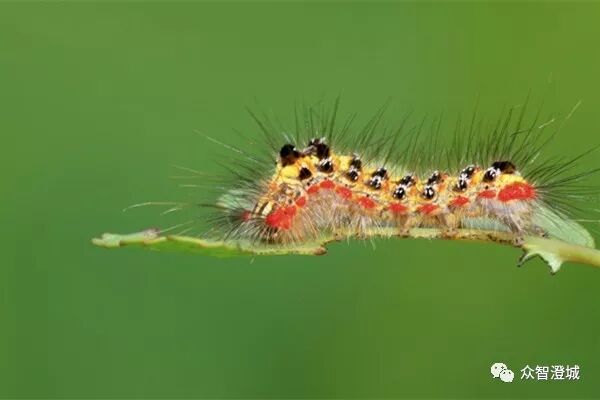 有人在江阴城区绿化林带内大量放蜂 居然说是护林