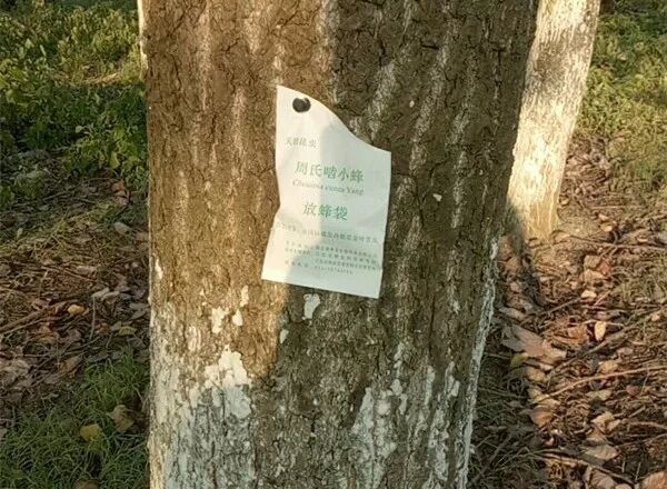 有人在江阴城区绿化林带内大量放蜂 居然说是护林