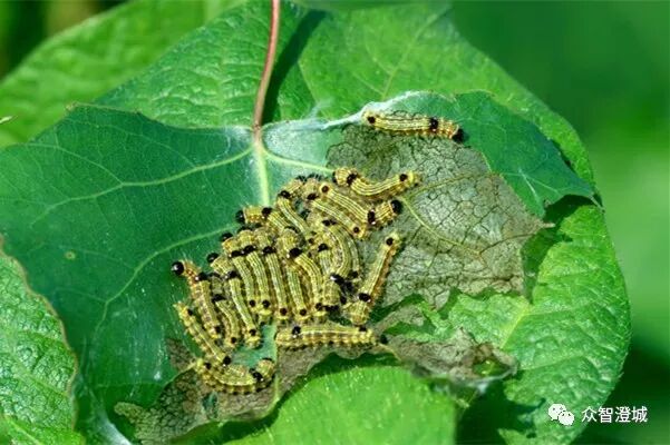 有人在江阴城区绿化林带内大量放蜂 居然说是护林