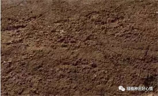 吊兰的养殖方法和注意事项有哪些_油画吊兰的养殖方法和注意事项_水培吊兰的养殖方法和注意事项