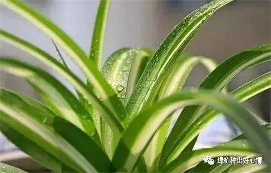 水培吊兰的养殖方法和注意事项_油画吊兰的养殖方法和注意事项_吊兰的养殖方法和注意事项有哪些