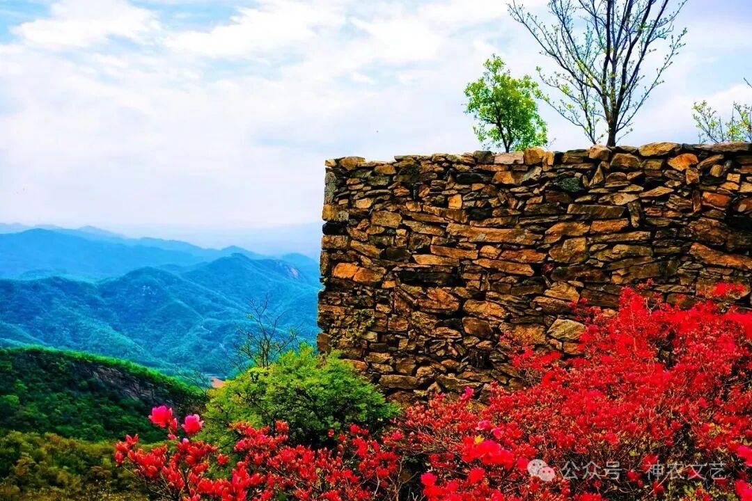 在田王寨,一朵杜鹃花就是一个英雄的名字