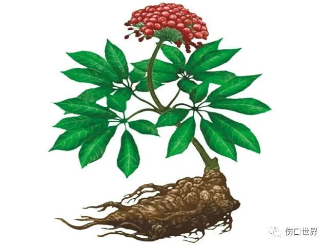 纱布敷料怎么用浅谈伤口敷料的发展简史_https://www.jmylbn.com_新闻资讯_第12张