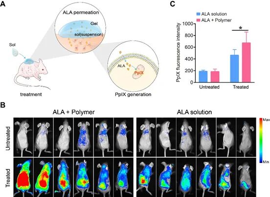 复旦丁建东教授课题组AFM：利用双重响应发明自发不对称的智能化凝胶透皮制剂的图3