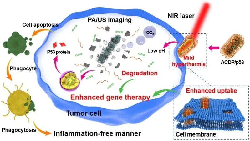 北京化工大學(xué)徐福建教授團(tuán)隊(duì)《Biomaterials》：生物礦化法合成碳酸鈣雜化納米顆粒用于溫和光熱增強(qiáng)的基因治療的圖1