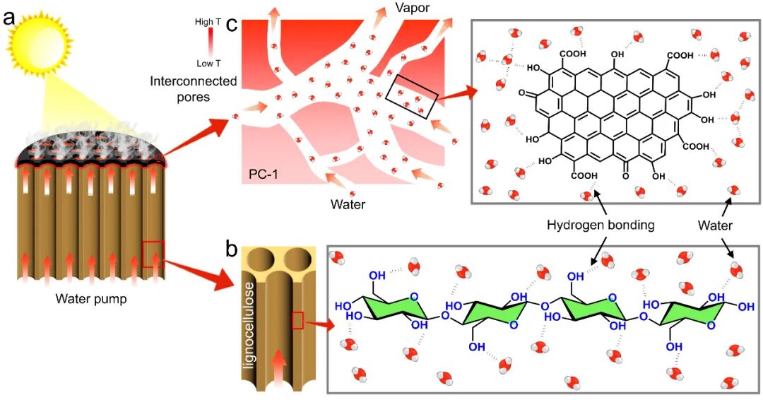 华中大龚江研究员和长春应化所唐涛研究员：废弃聚酯可控碳化构筑双层太阳能界面蒸发器用于光热海水淡化的图3